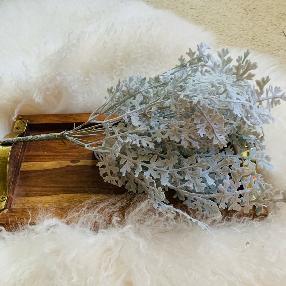 Dusty Miller Stem